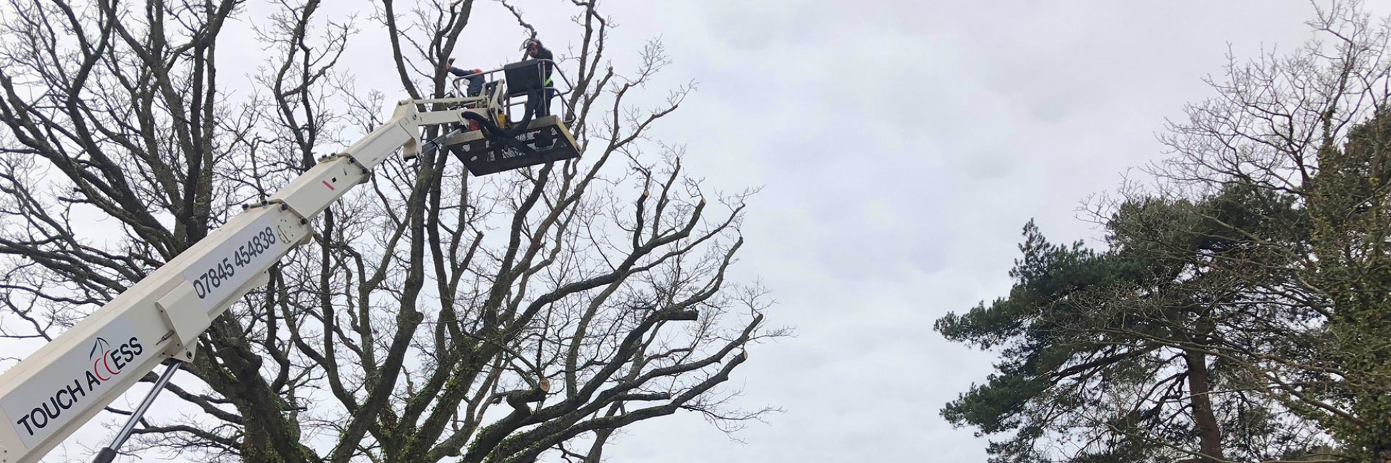 Tree pruning services in Dorset for home & business