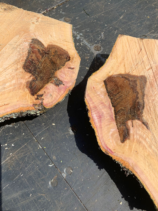 Compartmentalisation of decay in trees - benefits of pruning