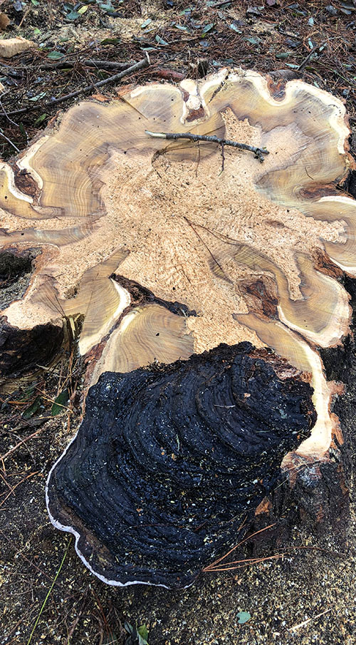 Core Fungal Infection Core Fungal Infection
